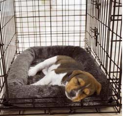 Cage pour chien