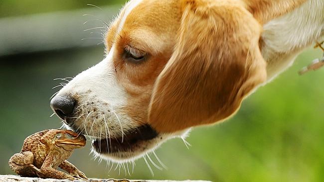 Un chien qui lèche un crapaud: Danger