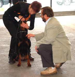 Combien De Chiens Refusés à La Confirmation Chien Calme