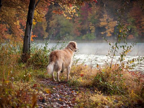 Pourquoi Les Chiens Perdent Leurs Poils A L Automne Chien Calme